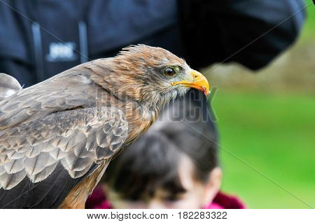 Eagle Hawk Close Up During A Falconry Display