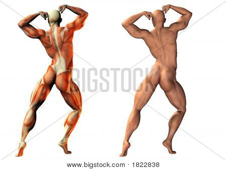 Fitness-anatomia