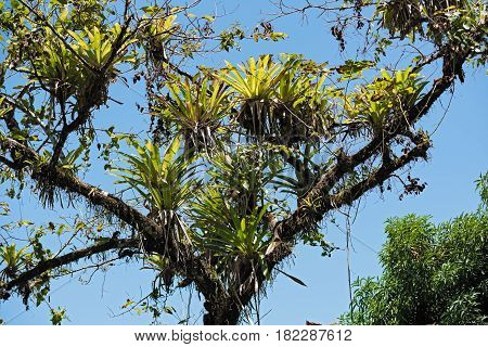 Several bromeli from tree branches on the beach of Drake, Costa Rica
