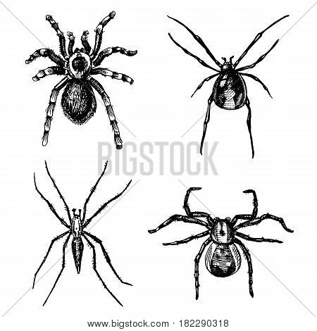 Spider or arachnid species, most dangerous insects in the world, old vintage for halloween or phobia design. hand drawn, engraved may use for tattoo, web and poison black widow, tarantula, birdeater.