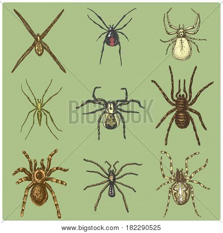 Spider or arachnid species most dangerous insects in the world old vintage for halloween or phobia design. hand drawn engraved may use for tattoo web and poison black widow tarantula birdeater.