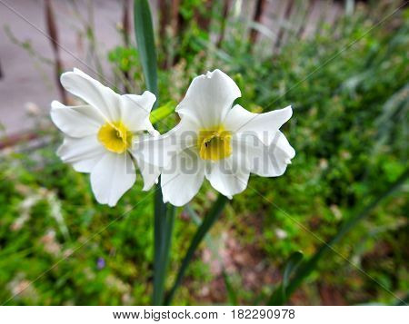 Flowers,  Narcissus, Spring time delights, white and yellow.