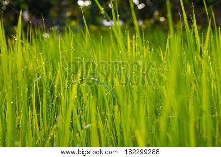Rice field in the morning in green background