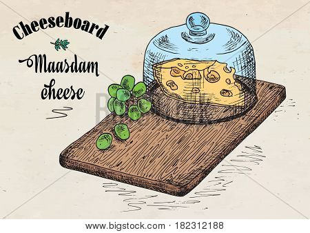 hand drawing illustration of chopping board with grapes and cheese. Maasdam cheese board.