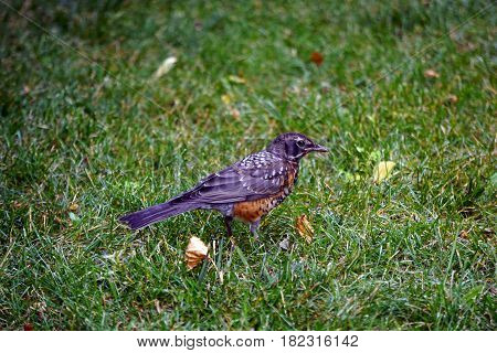 A young American robin (Turdus migratorius) stands on a lawn in Joliet, Illinois during July.
