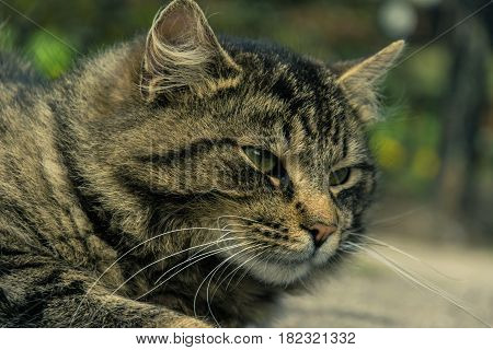 The thoughtfulness of an unmarried cat in the street on a blurred background