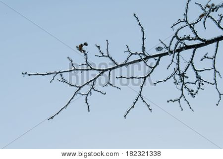 The branch of the tree was covered with ice with sudden changes in air temperature.