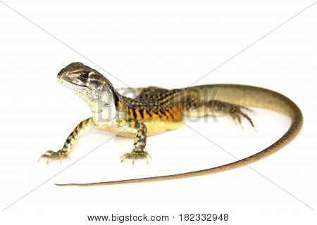 Image of Butterfly Agama Lizard (Leiolepis Cuvier) on white background. Reptile Animal