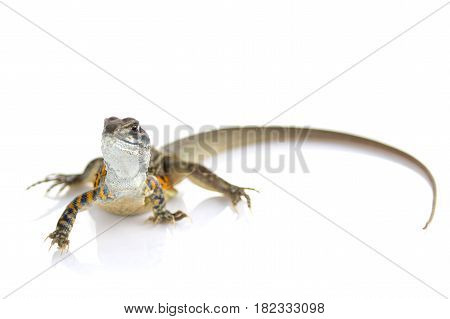 Image of Butterfly Agama Lizard (Leiolepis Cuvier) on white background. Reptile Animal