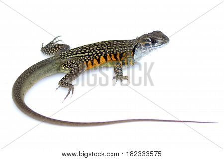 Image of Butterfly Agama Lizard (Leiolepis Cuvier) on white background. Reptile Animal