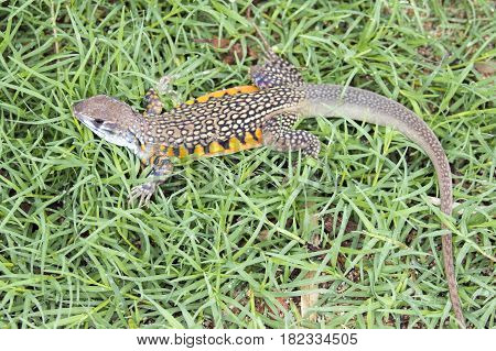 Image of Butterfly Agama Lizard (Leiolepis Cuvier) on the green grass. Reptile Animal
