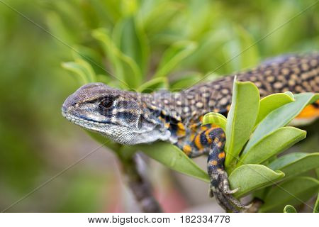 Image of Butterfly Agama Lizard (Leiolepis Cuvier) on nature background. . Reptile Animal