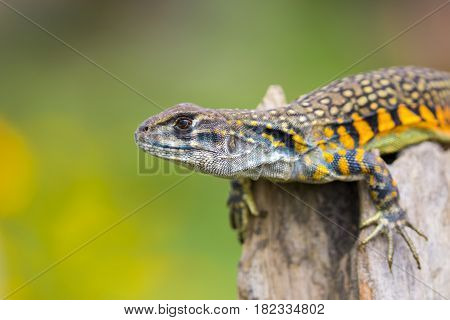 Image of Butterfly Agama Lizard (Leiolepis Cuvier) on nature background. . Reptile Animal
