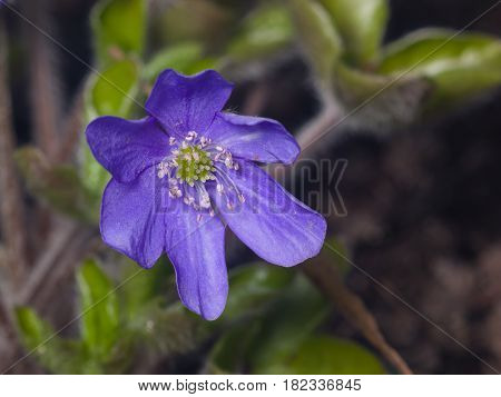 Hepatica nobilis liverleaf or liverwort flower macro with bokeh background and soft edges selective focus shallow DOF.