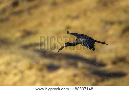 African open bill in Kruger national park, South Africa ;Specie Anastomus lamelligerus family of Ciconiidae