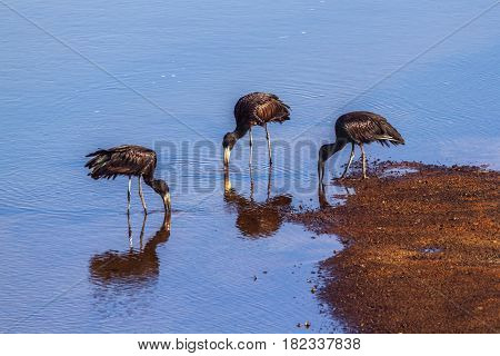 African openbill in Kruger national park, South Africa ; Specie Anastomus lamelligerus family of Ciconiidae