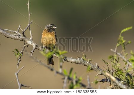 Cinnamon-breasted bunting in Kruger national park, South Africa ; Specie Fringillaria tahapisi family of Emberizidae