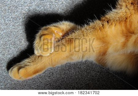 Ginger cat paws crossed legs fluffy cute with claws on grey carpet
