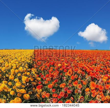 Concept of rural tourism and agrotourism. Luxury garden buttercups. The kibbutz in the south of Israel. Fluffy clouds over the floral splendor