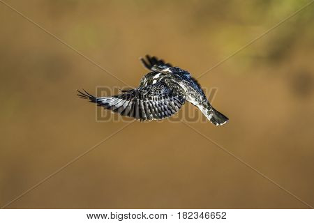 Pied kingfisher in Kruger national park, South Africa ; Specie Ceryle rudis family of Alcedinidae