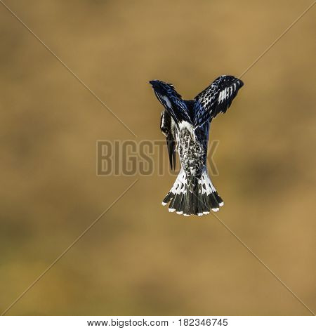 Pied kingfisher in Kruger national park, South Africa ; Specie Ceryle rudis family of Alcedinidae