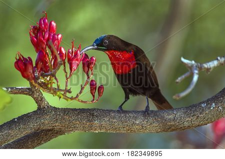Scarlet-chested sunbird in Kruger national park, South Africa ; Specie Chalcomitra senegalensis family of Nectariniidae