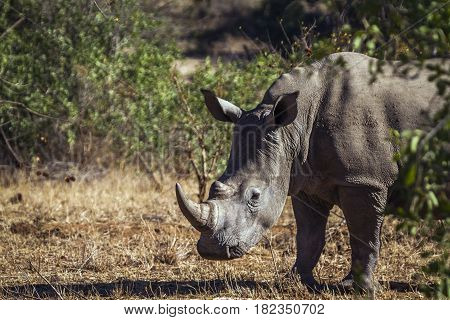Southern white rhinoceros in Kruger national park, South Africa ; Specie Ceratotherium simum simum family of Rhinocerotidae