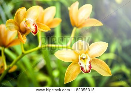 Orchid flower and green leaves background with sunlight in garden. Orchids is considered the queen of flowers