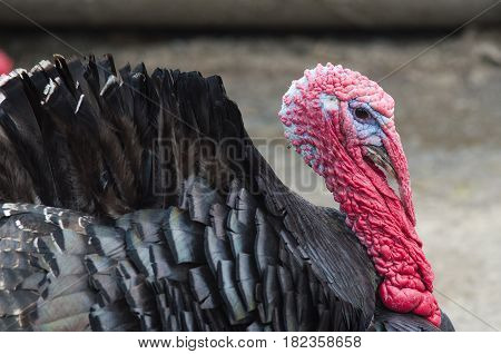 Portrait Of A Turkey With A Big Red Appendage On The Head.