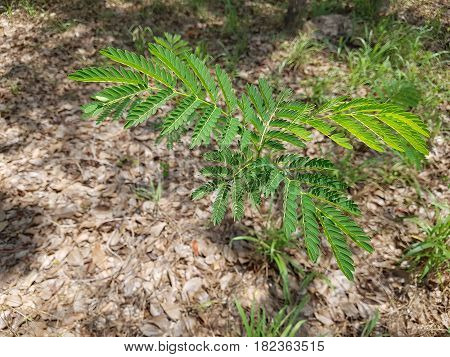 Closed up young Leucaena leucocephala tree (seedling)
