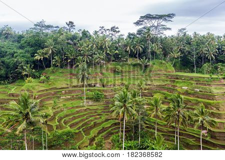 agriculture, farming and nature concept - tea plantation terrace on Sri Lanka