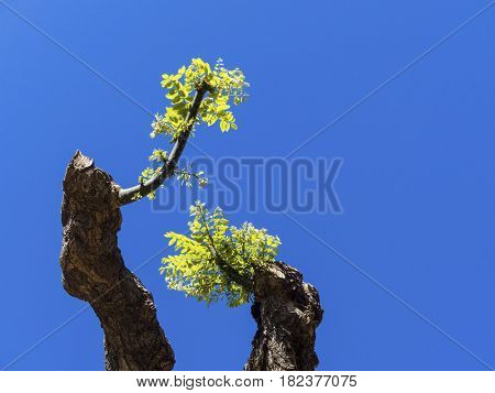 young shoot on a pruned tree