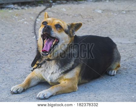 The playful cute dog with big teeth