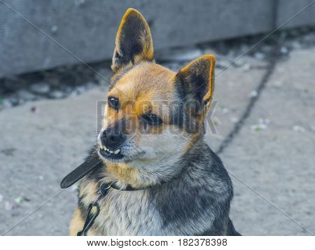 The playful cute domestic dog with big teeth