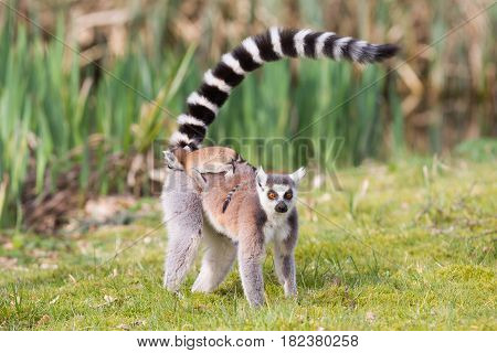 Ring-tailed Lemur