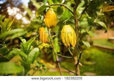 Beautiful yellow Citrus medica fruit in monastery Chua Truc Lam Dalat, Vietnam. Dragon claw. Horizontal colorful image with copy space