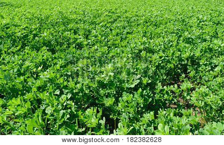fresh alfalfa lucerne field in springtime background