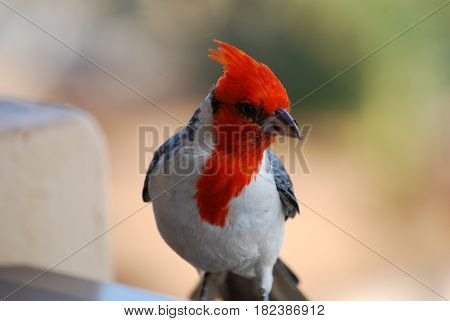 Beautiful look at a red crested cardinal bird with a breadcrumb on his beak.