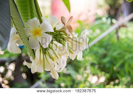 Abstract soft focus of Frangipani flower Plumeria flora Graveyard Tree with leaves Beautiful Paper Flower vintage in the garden grass background blurryAsian flowers.