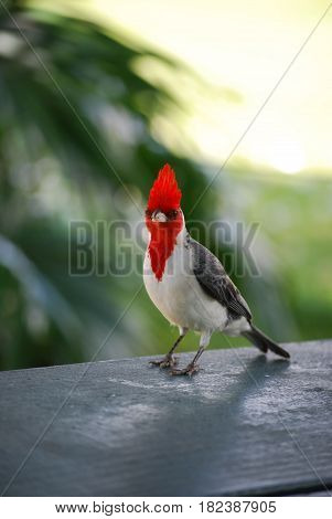 Red crested cardinal bird standing on a black railing.