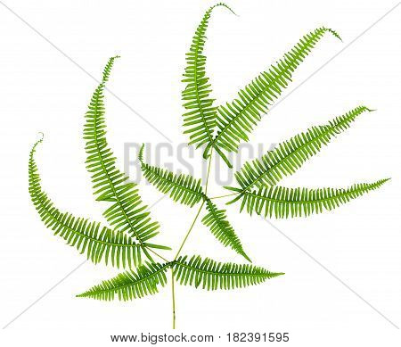 Leaf Isolate Natural