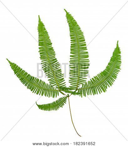 Leaf Isolate Natural