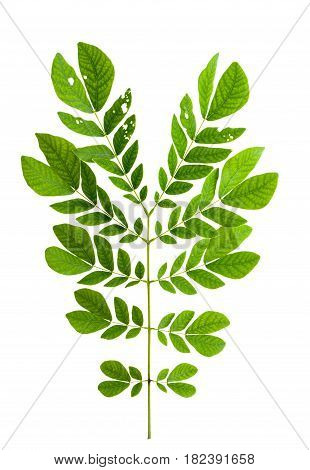 Leaf Isolate Natural