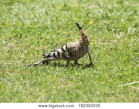 Wild Hoopoe Bird Stood Feeding In Grass Of A Garden
