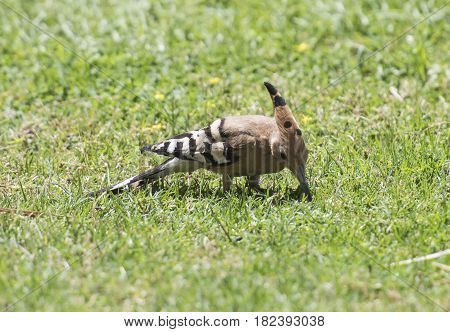 Wild Hoopoe Bird Stood Feeding In Grass Of A Garden