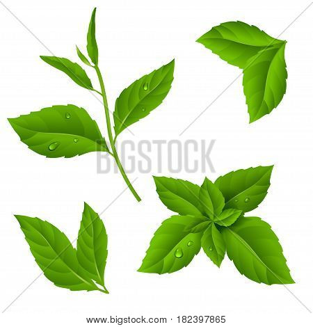 Fresh green tea sprig and mint leaves with drops of dew.Vector illustration of plant on isolated background.