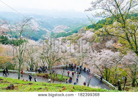 Nara Japan - April 112015: Mount yoshino is the best cherry blossom viewpoint in nara. Many tourists sightseeing and taking a picture