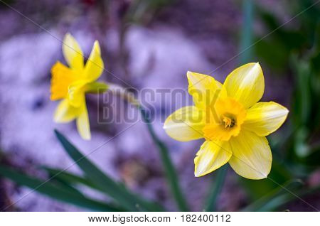 Yellow Daffodil,narcissus Flower In Spring