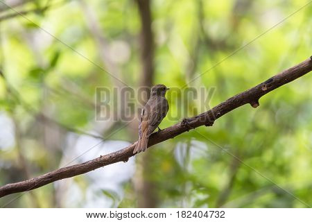 Bird (blue-and-white Flycatcher) On A Tree