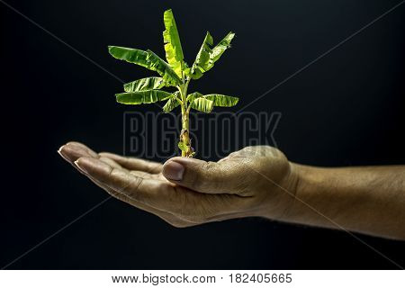 Hand Holding Banana Tree